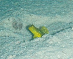 ギンガハゼ ギンガハゼ