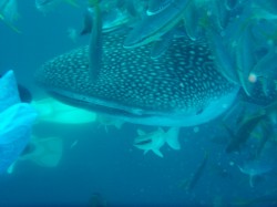 ジンベイザメに白いコバンザメがついているの見えますか？