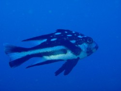 マダラタルミ マダラタルミ