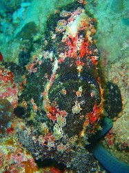 カエルアンコウ カエルアンコウ