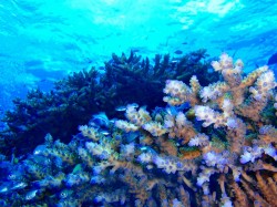 ミドリイシの仲間