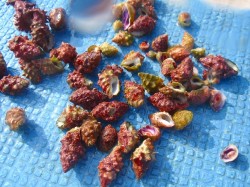 レイシガイの仲間