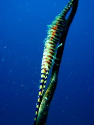 ゴルゴニアンシュリンプ♪　