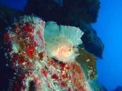 ハダカハオコゼ