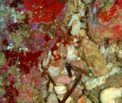 真栄田岬は洞窟だけではありませんよ♪