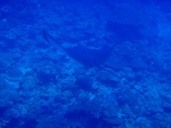 マダラトビエイ！！