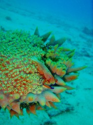 〇〇星人みたい。