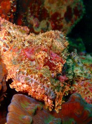 こんなに派手なのに　岩陰だと目立たないんですよね