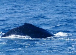 クジラです クジラです