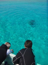 ゆったり船のしたを泳いでいきました♪とても大きなアオウミガメでした。 ゆったり船のしたを泳いでいきました♪とても大きなアオウミガメでした。