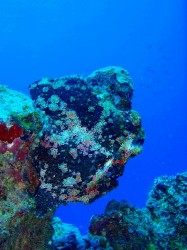 今日は、なかなか気付かなかった(汗)擬態上手でした♪ 今日は、なかなか気付かなかった(汗)擬態上手でした♪