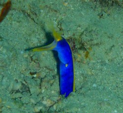 イナンビシにてハナヒゲウツボと再会　なかなか写真が撮り辛い所にひっそりとしていました♪