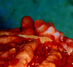 ナマコには、ウミウシカクレエビ。