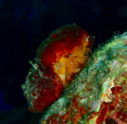 イナンビシにてカイカムリの仲間