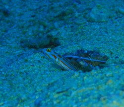 もう少しで、フラッシュが届くかなぁ～なんて時に、近くをアカウミガメが・・・