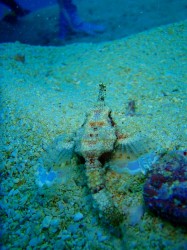 イナンビシに帰ってきてくれました。 ウミテングです♪ イナンビシに帰ってきてくれました。 ウミテングです♪