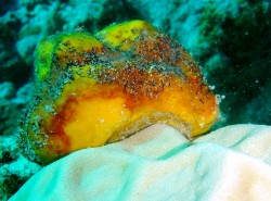 今まで見た中で、一番おっきなカイカムリでした♪ 今まで見た中で、一番おっきなカイカムリでした♪