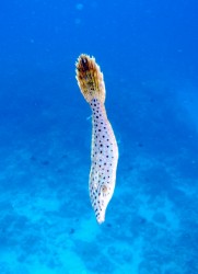 ソウシハギの幼魚 海面をふらふらしていました♪ ソウシハギの幼魚 海面をふらふらしていました♪