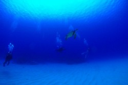 潜って3分で出会いました♪そして、しばらく一緒に泳いでくれました！！