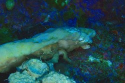 ツインロックのカイカムリ君。被り物を変えていました(笑)