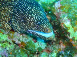 ウツボ　（沖縄　慶良間諸島　野崎）