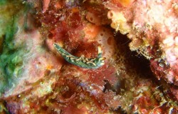 e382b3e38394e383bc-efbd9e-p3310145