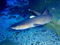 ネムリブカ　ゆうゆうと泳いでいましたね（慶良間諸島　黒島北）