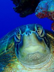 なんか某おすもうさんみたいな顔？　（慶良間諸島　儀志布島）