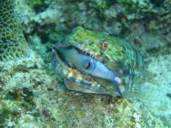 「ザ・捕食」　（慶良間諸島　儀志布島）