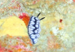 キカモヨウウミウシ　（沖縄　ダイビング）