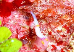 ゾウゲイロウミウシ　（沖縄　ダイビング）