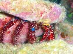 おおーっきなアオホシヤドカリも見ましたね！（沖縄　ダイビング）