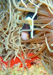 クマノミと卵!親子愛ですねー。 クマノミと卵!親子愛ですねー。