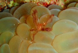 オランウータンクラブ! オランウータンクラブ!