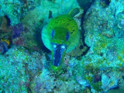 スッゴイ顔してますねーそんなに怒らないで！！（沖縄　真栄田岬）