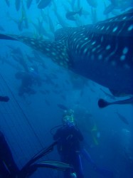 でかいっっ! でかいっっ!