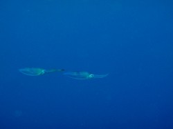 アオリイカの赤ちゃん アオリイカの赤ちゃん
