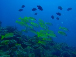 ヨスジフエダイ ヨスジフエダイ