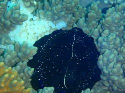 ウミウサギの産卵 ウミウサギの産卵