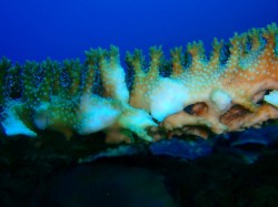 パキッといっちゃった感じです。