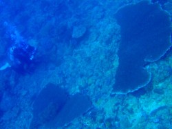 真ん中から割れてます（泣）