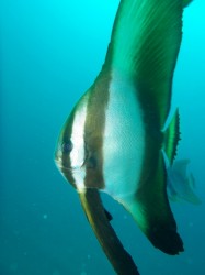 ツバメウオの幼魚　（水釜　赤立標）