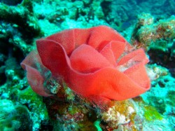 ウミウシの卵！　（沖縄　慶良間諸島）