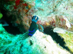 ウミウシがウミウシを。。。捕食シーン (沖縄 慶良間諸島) ウミウシがウミウシを。。。捕食シーン (沖縄 慶良間諸島)