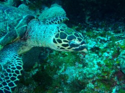 アオウミガメ お昼ごはん中 (沖縄 慶良間諸島) アオウミガメ お昼ごはん中 (沖縄 慶良間諸島)