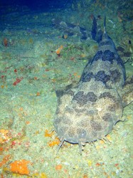 オオセ出現！　（黒島北　ツインロック）