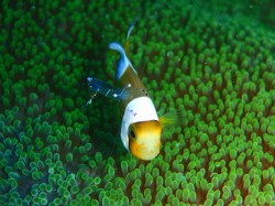 トウアカクマノミ