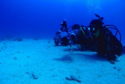 ヤシャハゼに寄れる♪寄れる♪