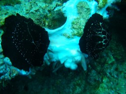 e38186e381bfe38186e38195e3818e