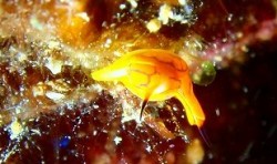 e382b3e38394e383bc-efbd9e-p4270007